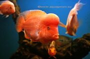 Цитроновая цихлазома / Red devil cichlid. Два поколения в одном аквариуме - фото 2