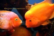 Red devil cichlid.  Самец цитроновой цихлазомы ссорится с радужной цихлазомой - фото