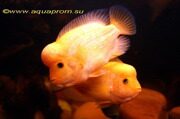 Лимонная цихлазома / Midas cichlid. Пара: самец и самка - фото 2