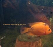 Самка лимонной цихлазомы / Midas cichlid - фото 1