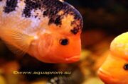 Цитроновая цихлазома / Red devil cichlid. За несколько месяцев этот крапчатый самец почти избавился от чёрного рисунка на своём теле - фото 2